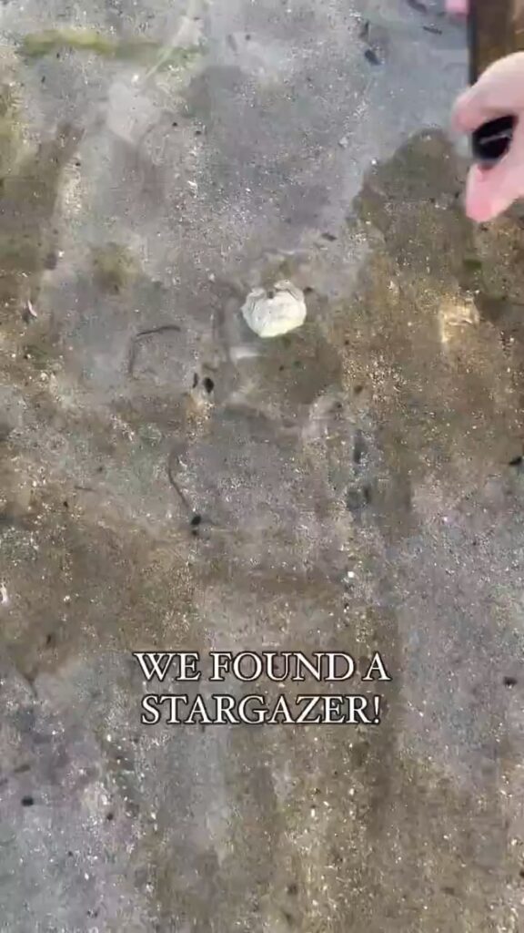 A stargazer fish. They bury themselves in the sand with only their heads exposed and seemingly ‘gaze at the stars’ while waiting for unsuspecting prey