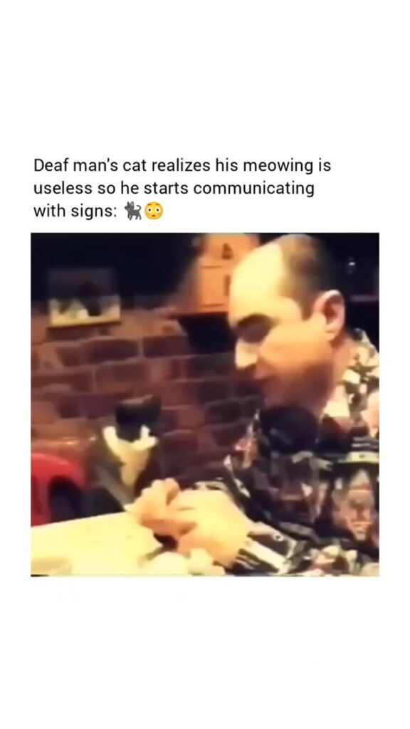 Cat communicating with his deaf owner