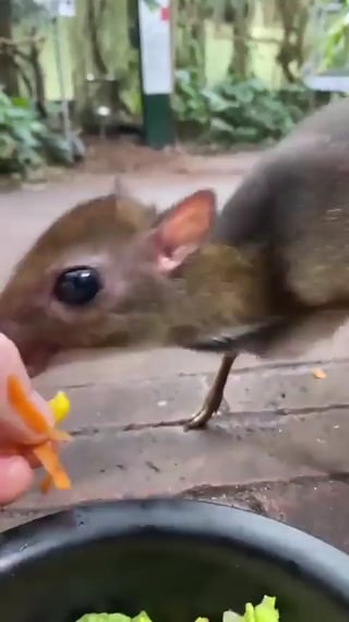 The Mouse Deer: The Smallest Hoofed Animal in the World.