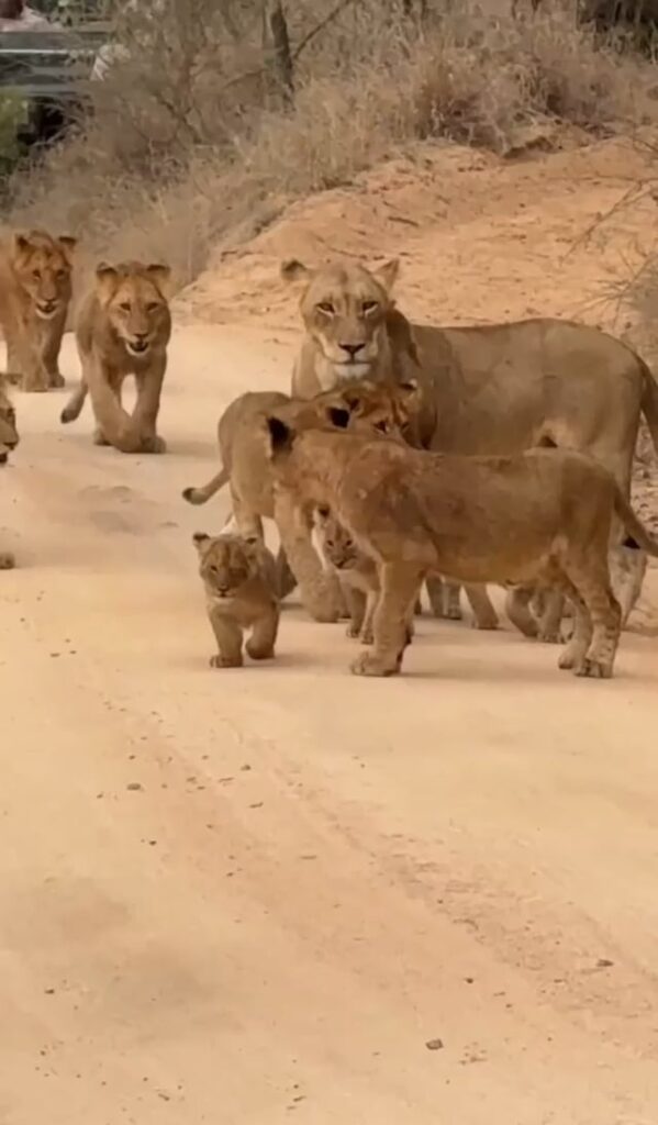 This brave little cub gives its best roar to the tourists