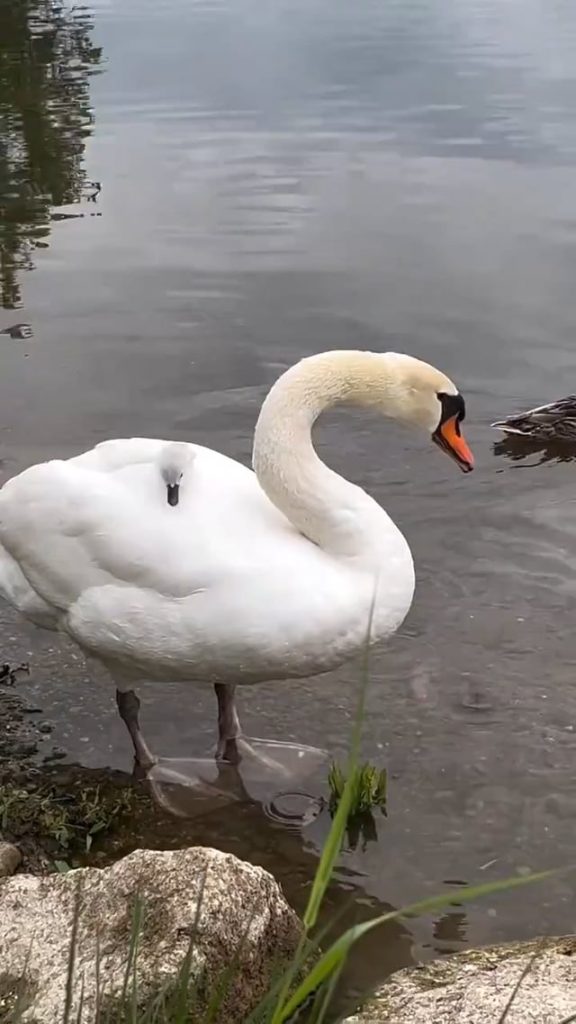 Baby Swan on it’s mother’s back