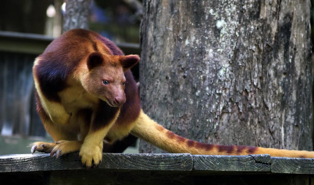 Goodfellow’s tree-kangaroo (Dendrolagus goodfellowi)