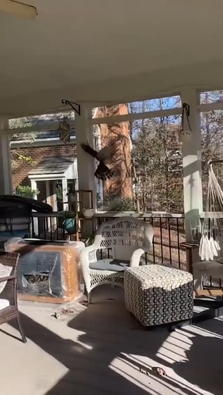 Woman finds a hawk trapped in her house