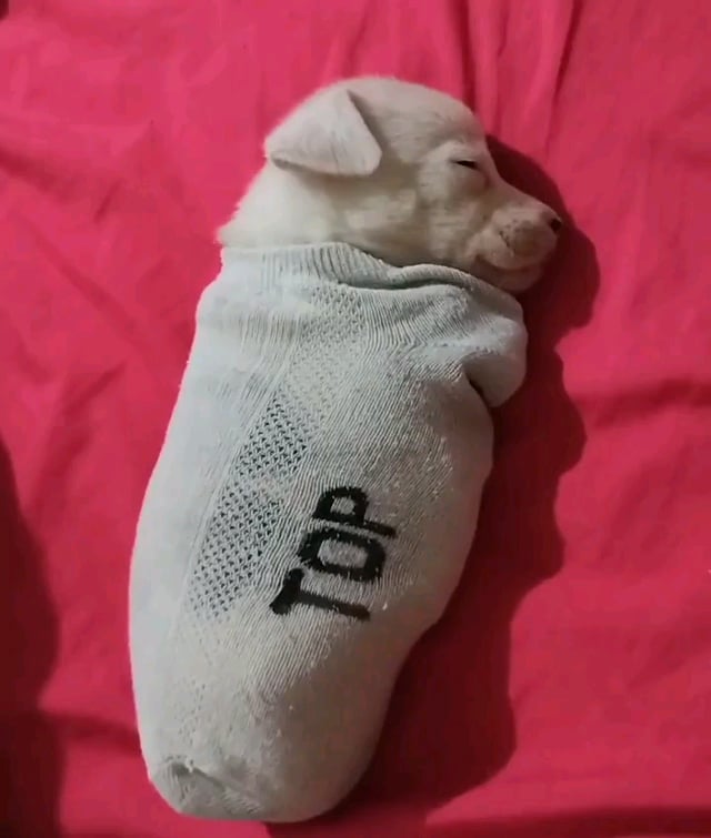 Puppy sleeping in a sock