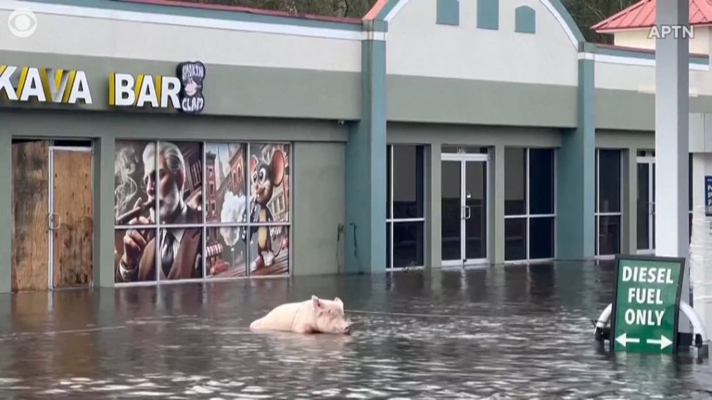 Pig named Millie rescued from Hurricane Milton flooding in Florida after animals were abandoned at a gas station.