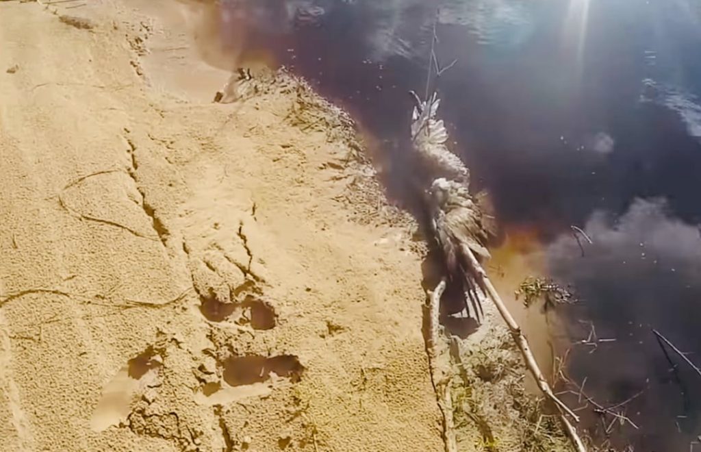 Man rescues hawk tangled in fishing line