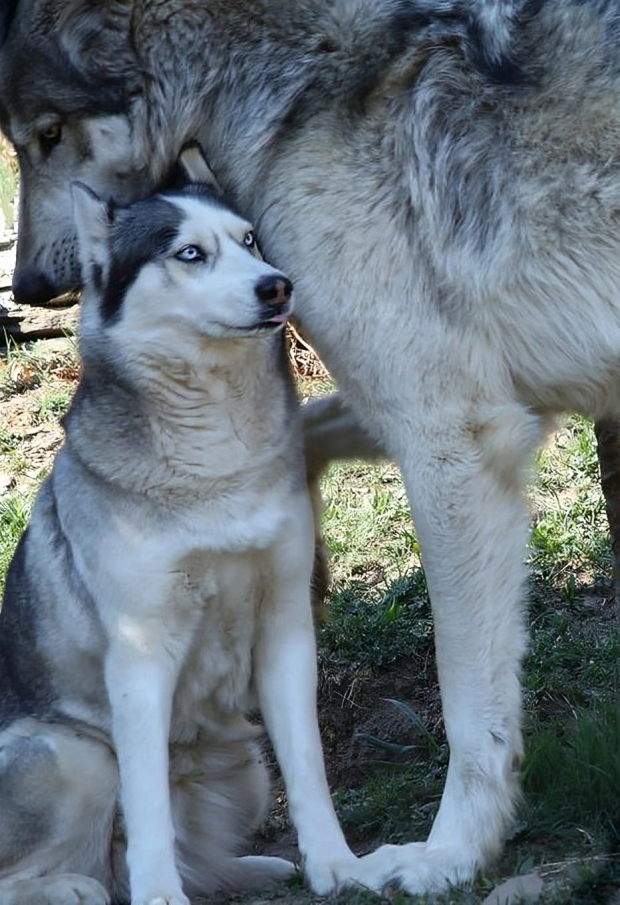 Just in case people are getting confused, here is a husky next to a wolf