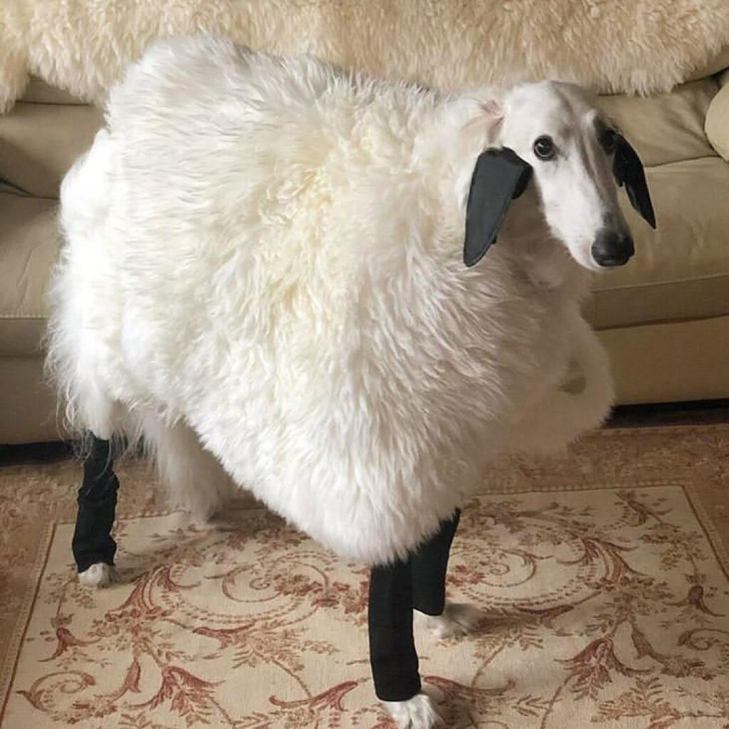 A snoot in sheep’s clothing