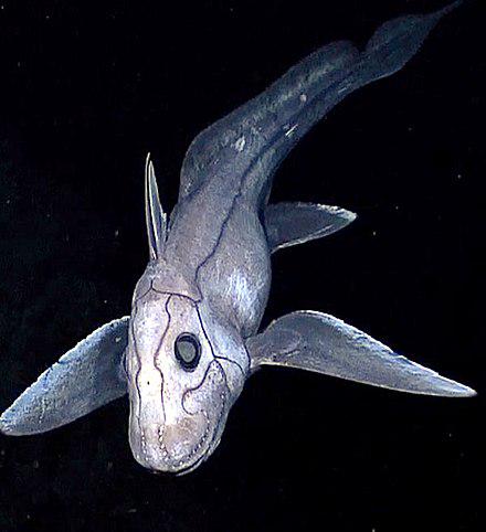 Deep-sea Chimaera photographed by the NOAAS Okeanos Explorer (Chimaeriformes)