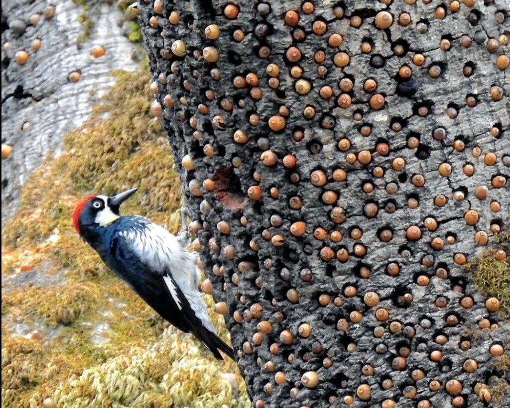 An acorn woodpecker and their granary tree. These trees are reused over generations by acorn woodpeckers to store their winter food supply. They can c…