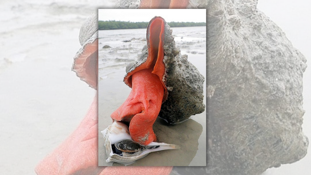 Photo Shows ‘Giant Horse Conch’ Found in Florida?