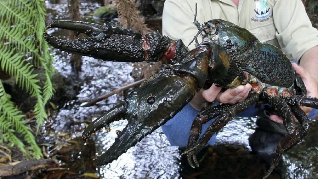 The giant Tasmanian crayfish (Astacopsis gouldi), the largest freshwater invertebrate in the world. An endangered species that can measure up to 80 cm…