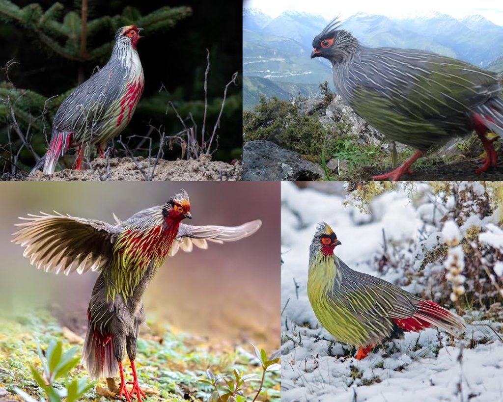 The blood pheasant (Ithaginis cruentus) lives in the Himalayan Mountains, where it feeds mostly on mosses and moves with the snowline between elevatio…