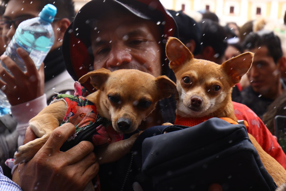 Research Suggests Pets Dying Can Be Just as Hard as Losing Loved Ones?