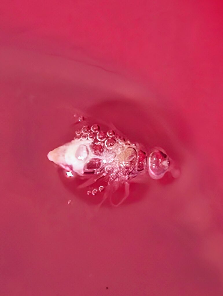 A housefly fell into a cup of diluted bleach in my kitchen and became transparent