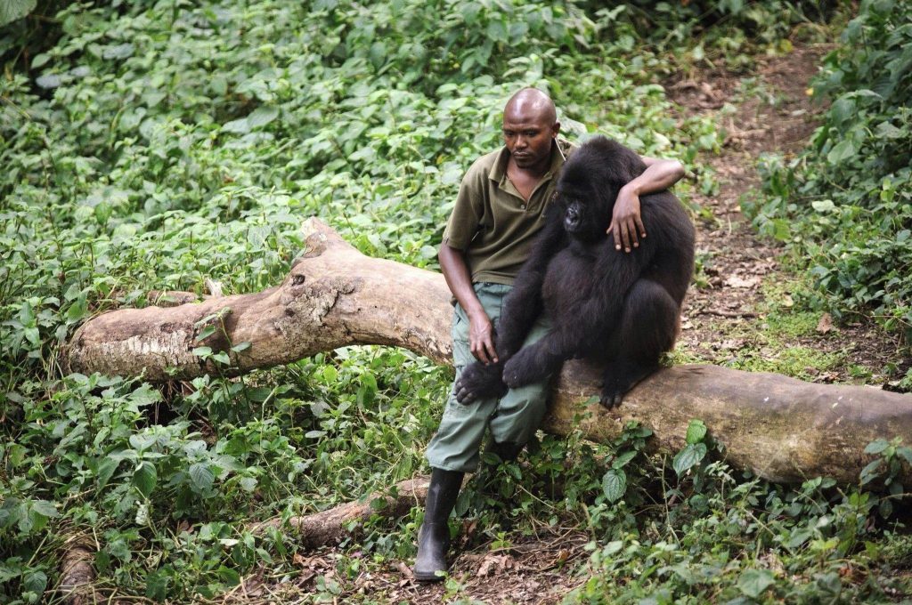 An anti-poaching ranger sitting with and comforting one of the young gorillas he protects after its mother died (Virunga National Park, Republic of Co…