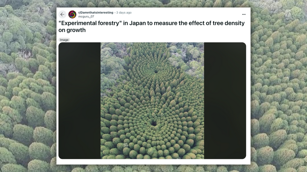 Photo Shows Circular ‘Experimental Forestry’ Project in Japan?