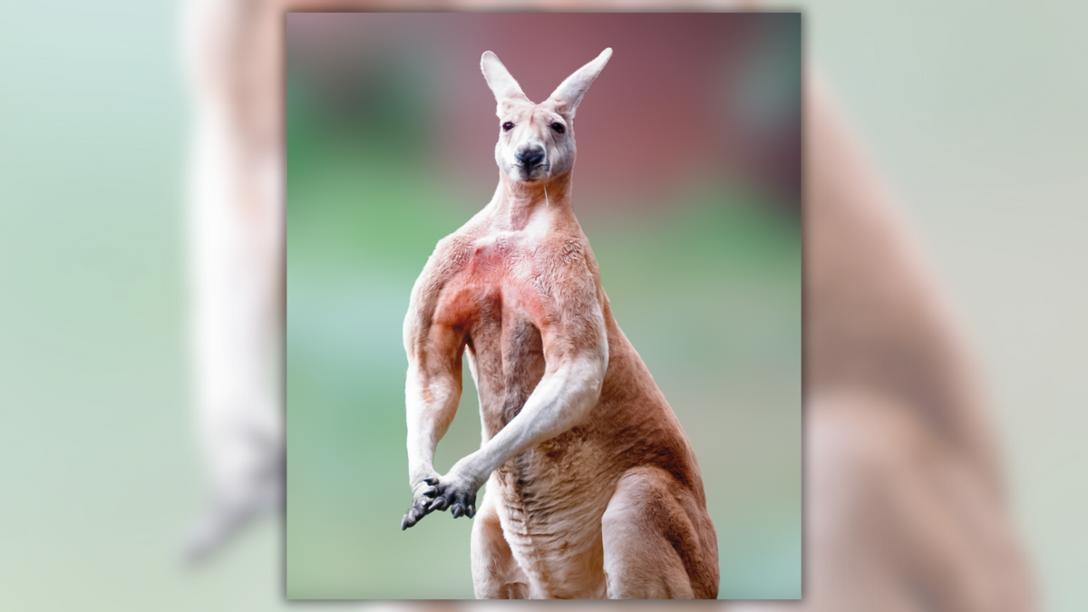 Male Kangaroos Purposely Flex Their Biceps to Impress Females?