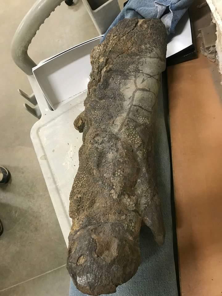 The hoof of a Hadrosaur dinosaur was discovered with fully intact skin.