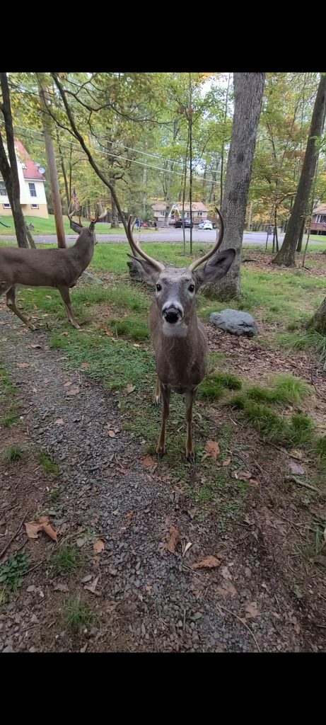 The deer where I live have zero survival instincts around humans. They will just walk up to you and hang out.