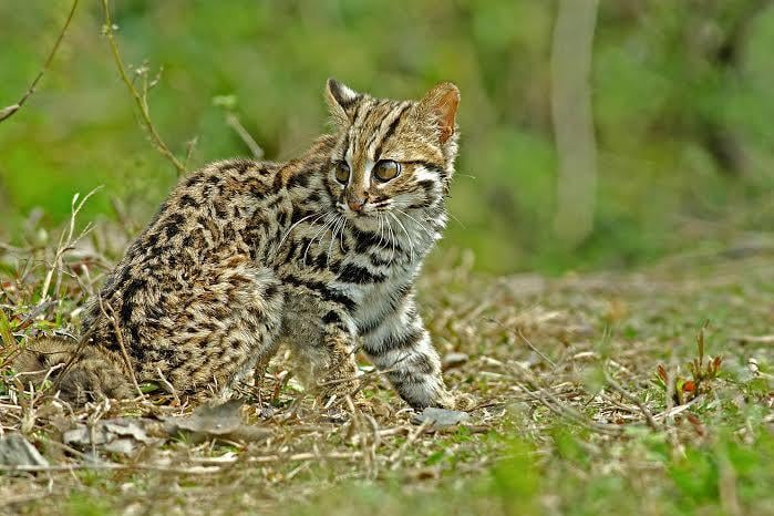 The Domestic Leopard Cat Of Neolithic China, Prionailurus Bengalensis