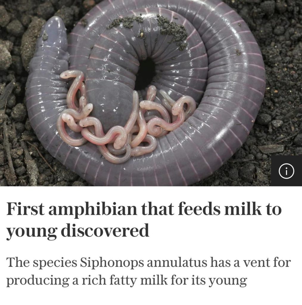 Amphibian that feeds its young milk!