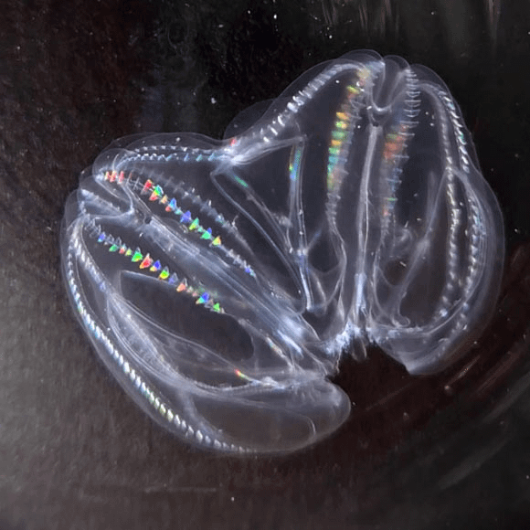 Sea Walnut (Mnemiopsis leidyi), a species of comb jelly. When injured, two sea walnuts may merge themselves into single animal, even sharing their dig…