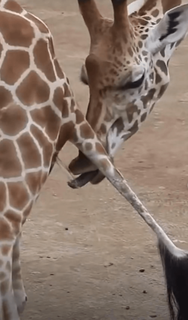 Interesting fact. Male giraffe tastes female urine to see if shes in heat