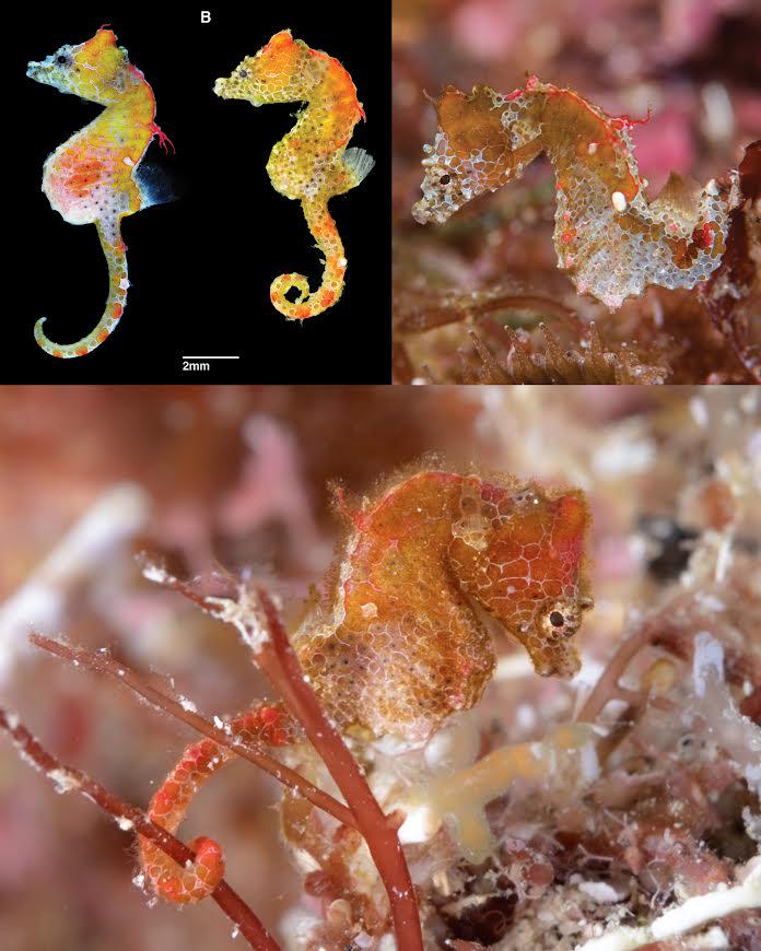 The Japanese pygmy seahorse (Hippocampus japapigu) is the size of a grain of rice — about 1.6 cm long (0.6 in) — one of the smallest seahorses in the …