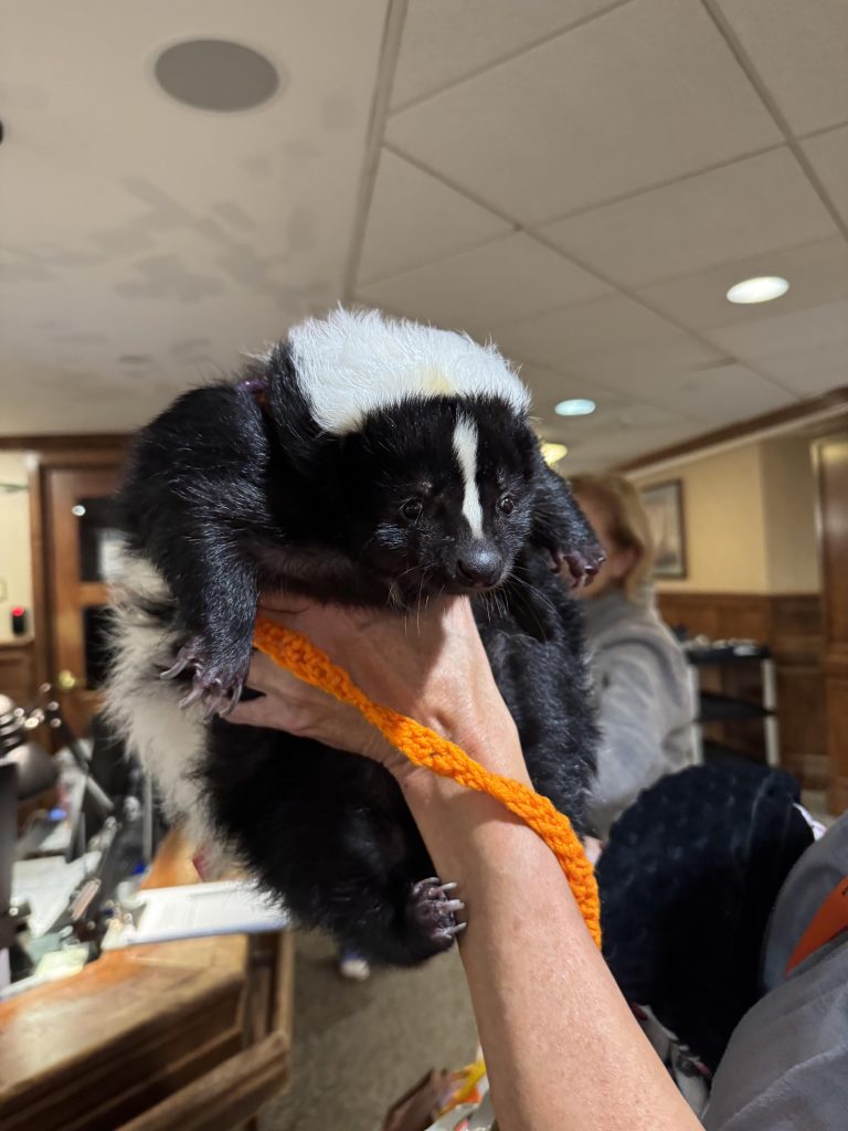 My grandfather’s retirement home has an emotional support skunk that comes in