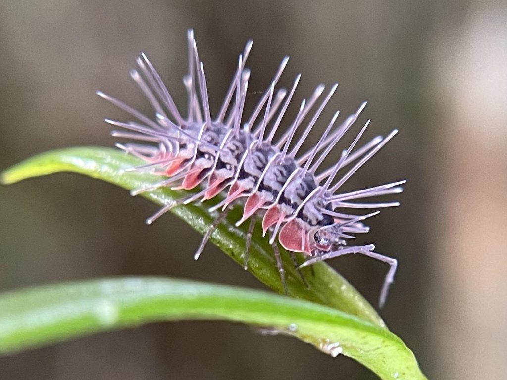 Calmanesia erinaceus