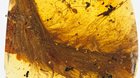 First Dinosaur Tail Found Preserved in Amber, Has feathers!