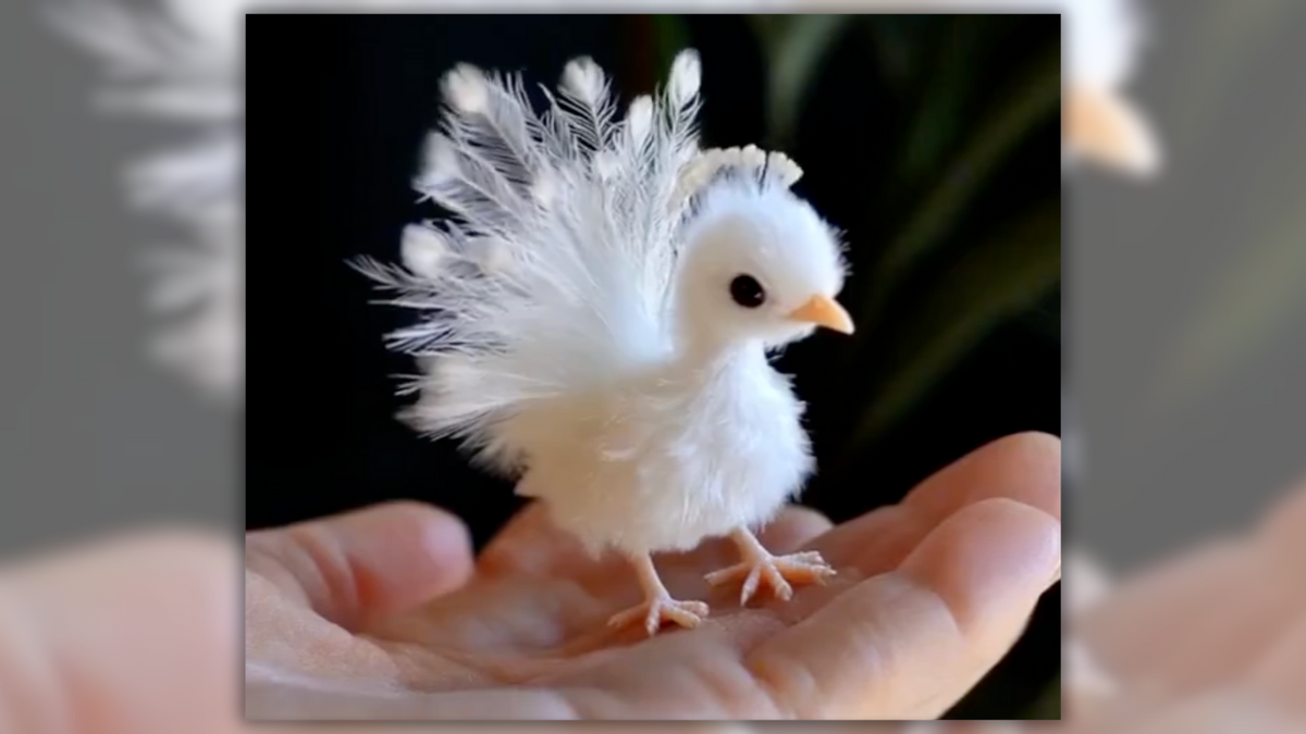 Video Genuinely Shows White ‘Baby Peacock’?