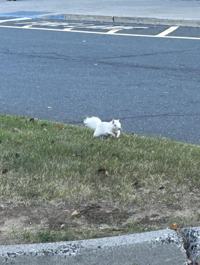 Wife spotted an albino squirrel.  1 in 100,000 shot