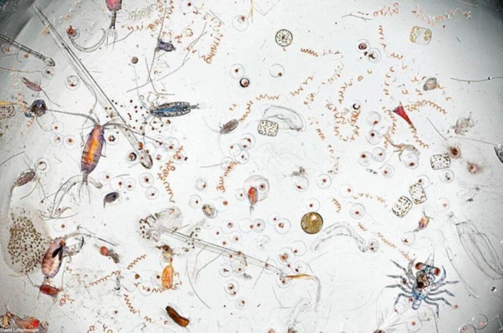 A single drop of sea water viewed under a microscope