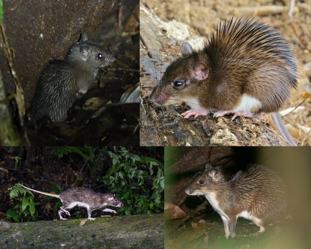 The armoured rat (Hoplomys gymnurus) is covered in sharp spines that can grow as long as 3 cm (1.2 in) — a great defence against the snakes and ocelot…