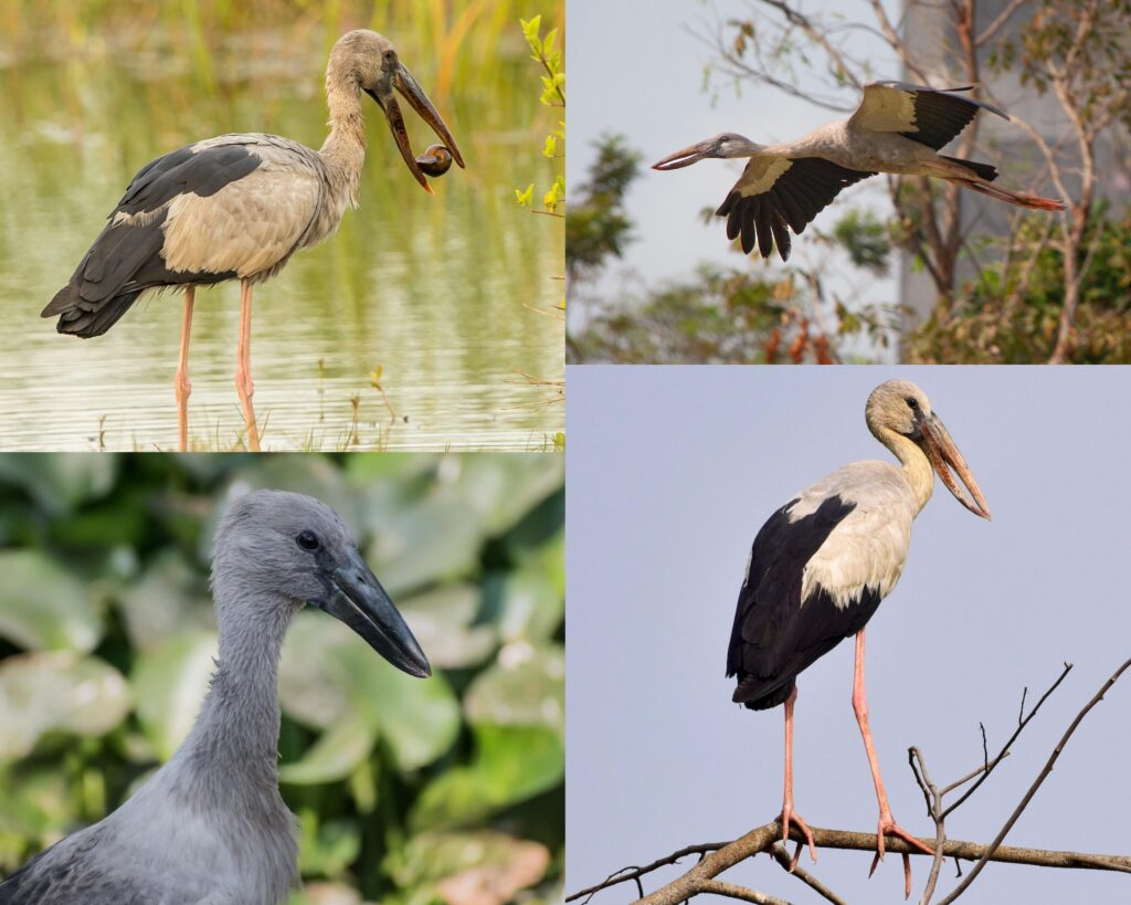 The Asian openbill (Anastomus oscitans) uses its “open bill” to locate and grab its favourite prey — freshwater snails — using the sharp tip of its cu…