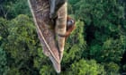 A Bornean orangutan on a fearless quest for figs: Tim Laman’s best photograph