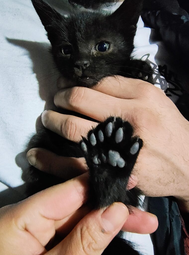 My mom’s cat gave birth and we just realized little dude has an extra digit