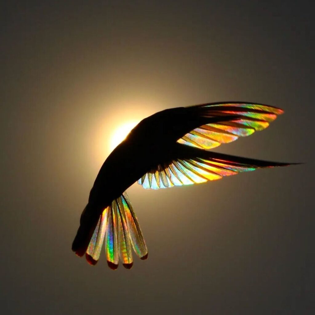 The moment Sunlight shines through the wings of the Humming bird.