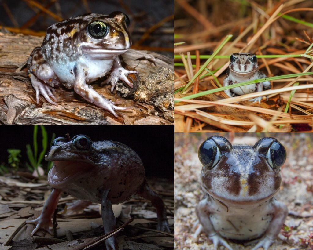 The moaning frog (Heleioporus eyrei) is named for its call, which sounds like a slow and drawn-out moan. This frog is native to southwestern Western A…