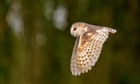 Country Diary: Flushing out barn owls with an explosive sneeze | Derek Niemann