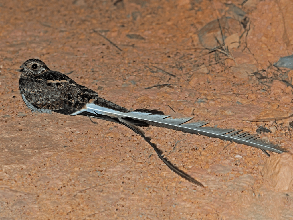 The Pennant-winged Nightjar (Caprimulgus vexillarius)