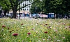 Patches of wildflowers in cities can be just as good for insects as natural meadows – study