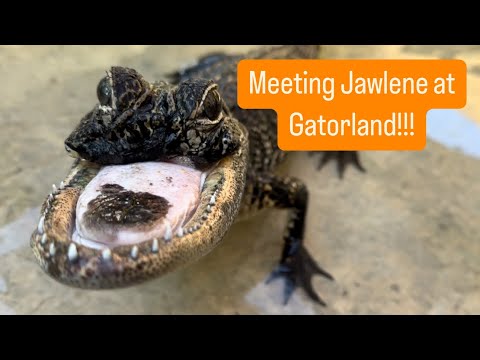 Meeting Jawlene at Gatorland!!!