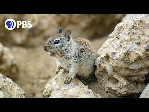 Baby Squirrels vs. Deadly Crows