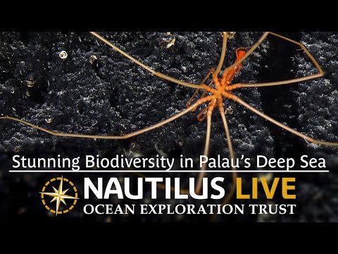 Stunning Biodiversity in Palau’s Deep Sea | Nautilus Live