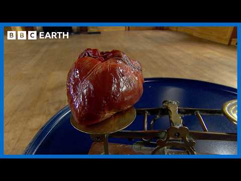 The Mysteries Of The Heart | BBC Earth Science