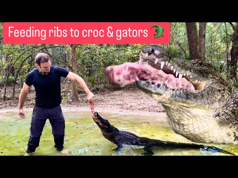 Feeding ribs to crocs & gators + vlog!