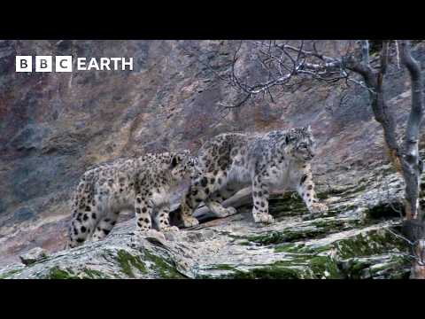 Filming The Elusive Snow Leopard | BBC Earth